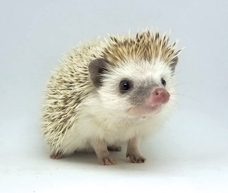 174 Cute Hedgehog Names Animal Names