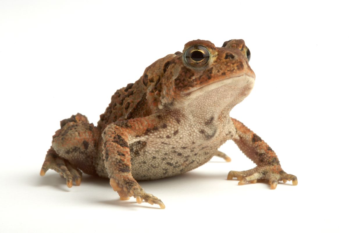 132 Good and Famous Toad Names Animal Names