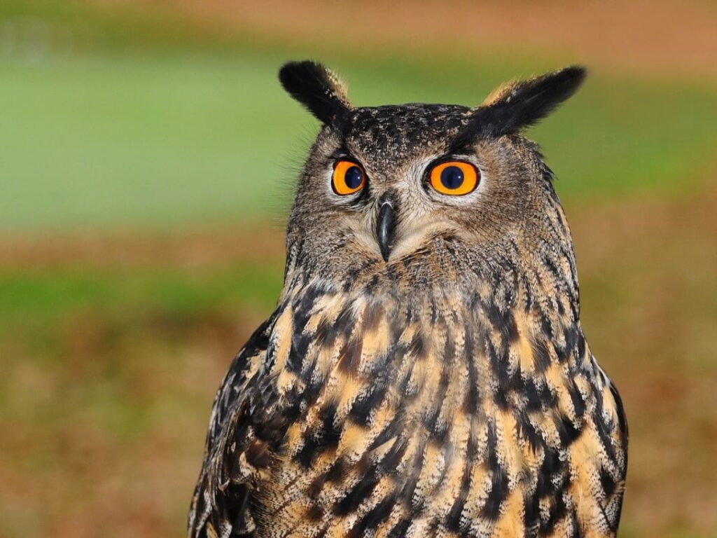 150+ Cool and Funny Owl Names – Animal Names