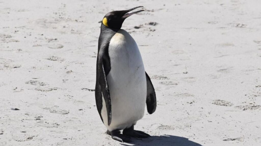 167 Cute Penguin Names – Animal Names
