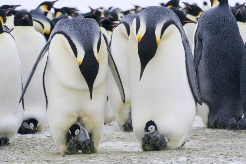 193 Cool and Good Penguin Names – Animal Names