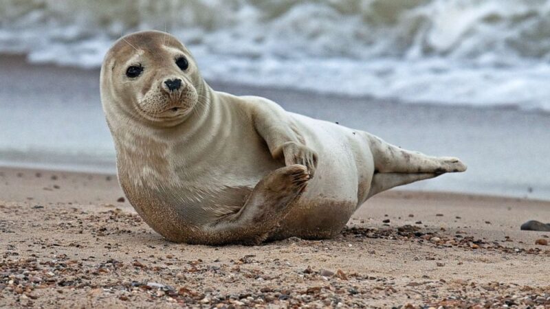 153 Good and Cute Seal Names – Animal Names