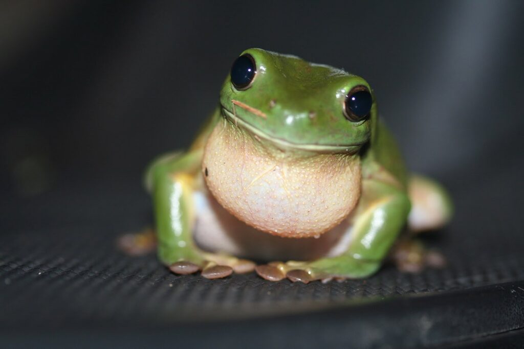 Cute Frog Names
