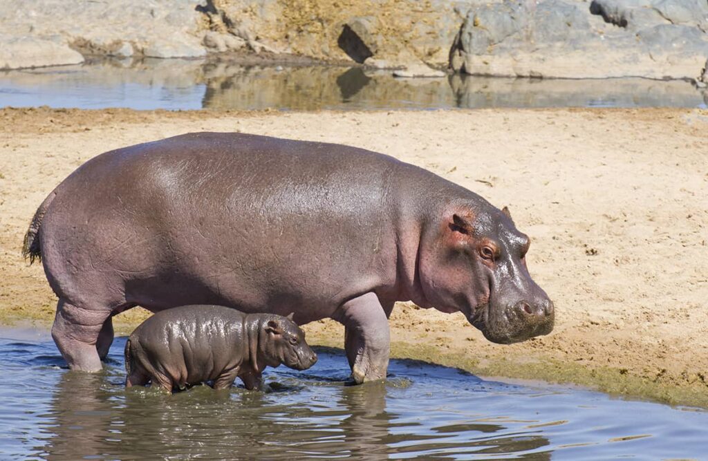 233 Cute and Famous Hippo Names – Animal Names