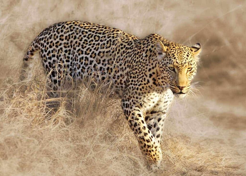 157 Cool and Good Leopard Names – Animal Names