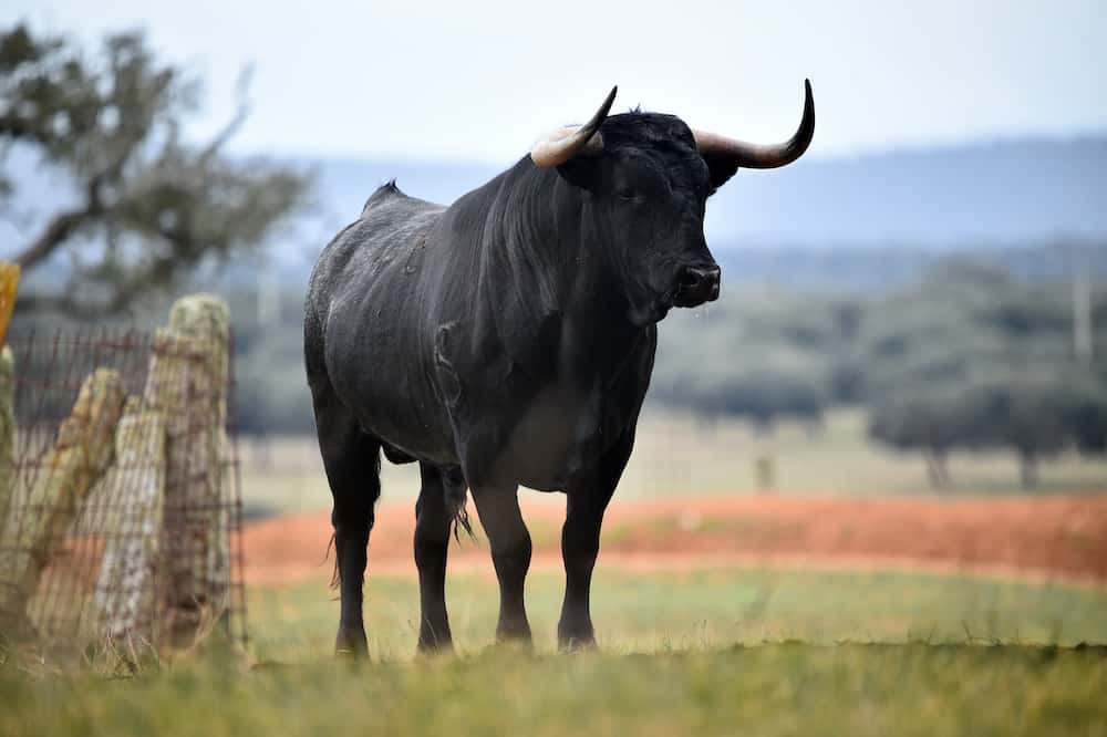 150 Good Bull Names – Animal Names