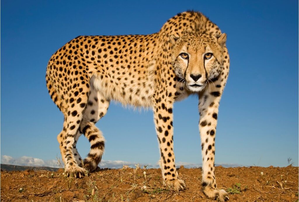 Cheetah Name Generator