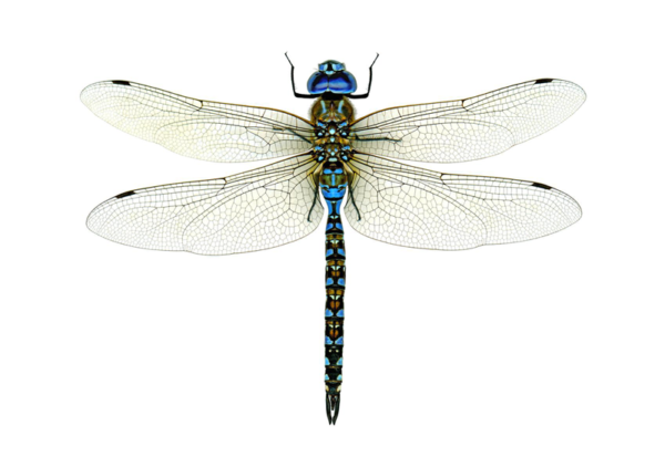 Dragonfly Names
