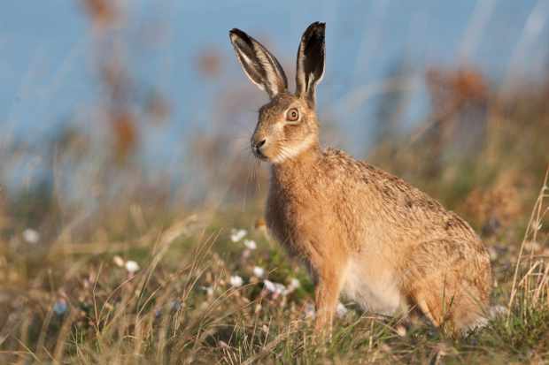 Hare Names