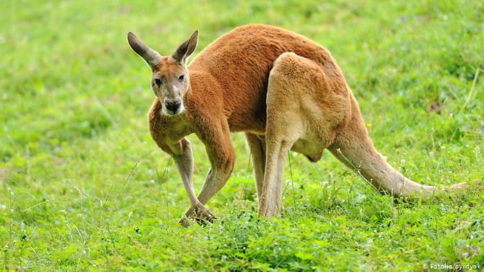 Kangaroo Names