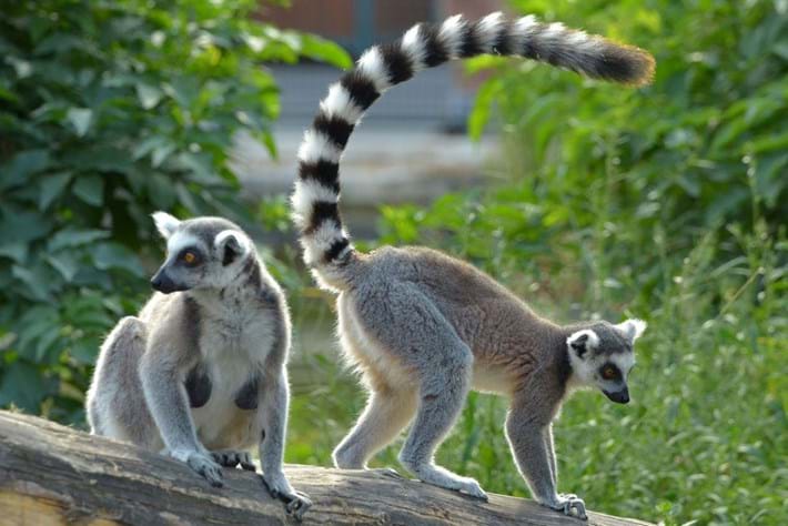 Lemur Names