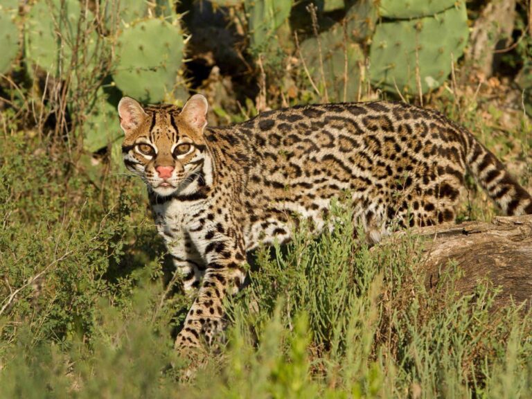 161 Good Ocelot Names – Animal Names