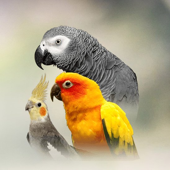 174 Cute and Good Parrot Names – Animal Names