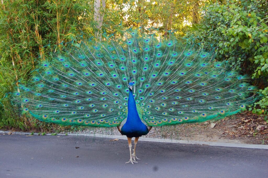 160 Funny and Good Peacock Names – Animal Names