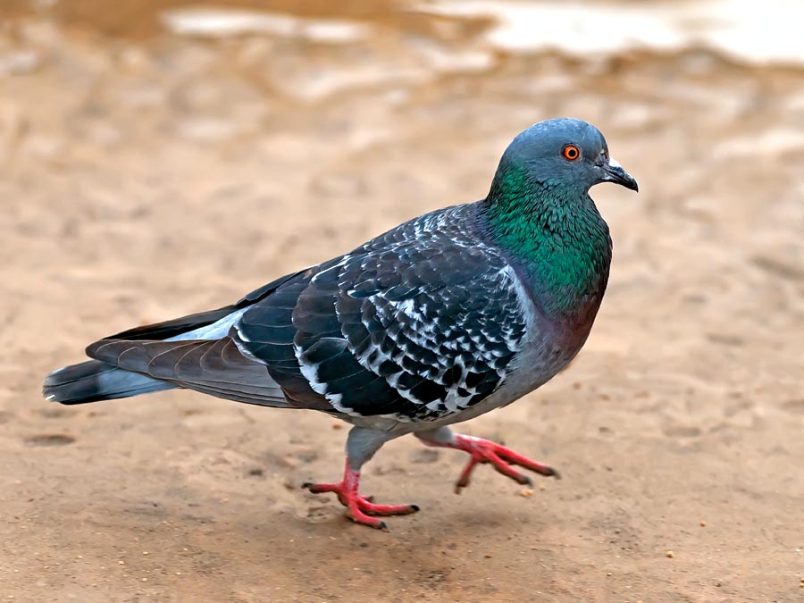 160 Funny and Cute Pigeon Names – Animal Names