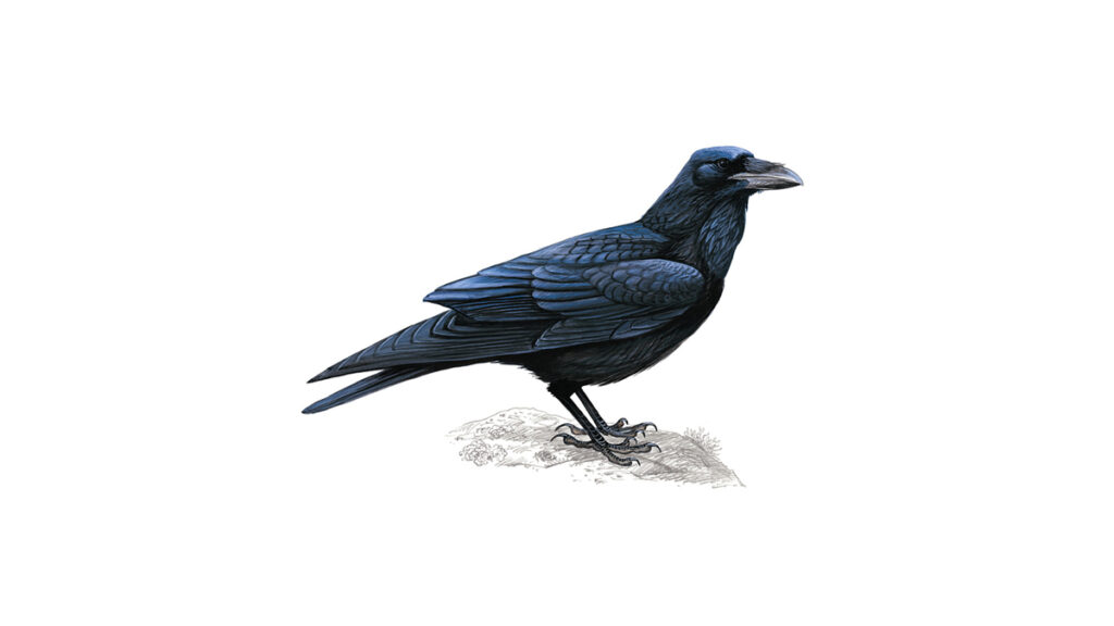 Raven Names