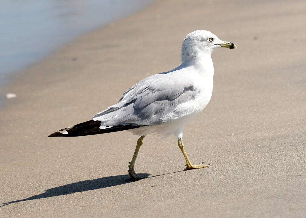 Seagull Names