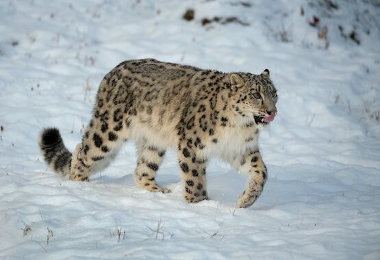 Snow Leopard Names