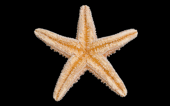 Starfish Names