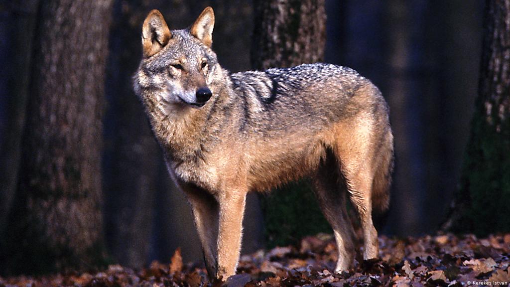 159 Good Wolf Names – Animal Names