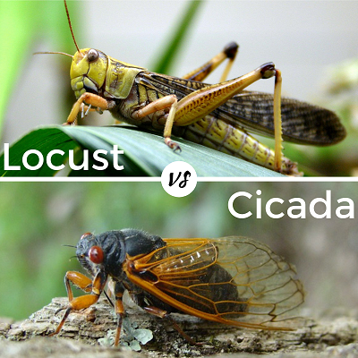 Cicadas Vs Locusts