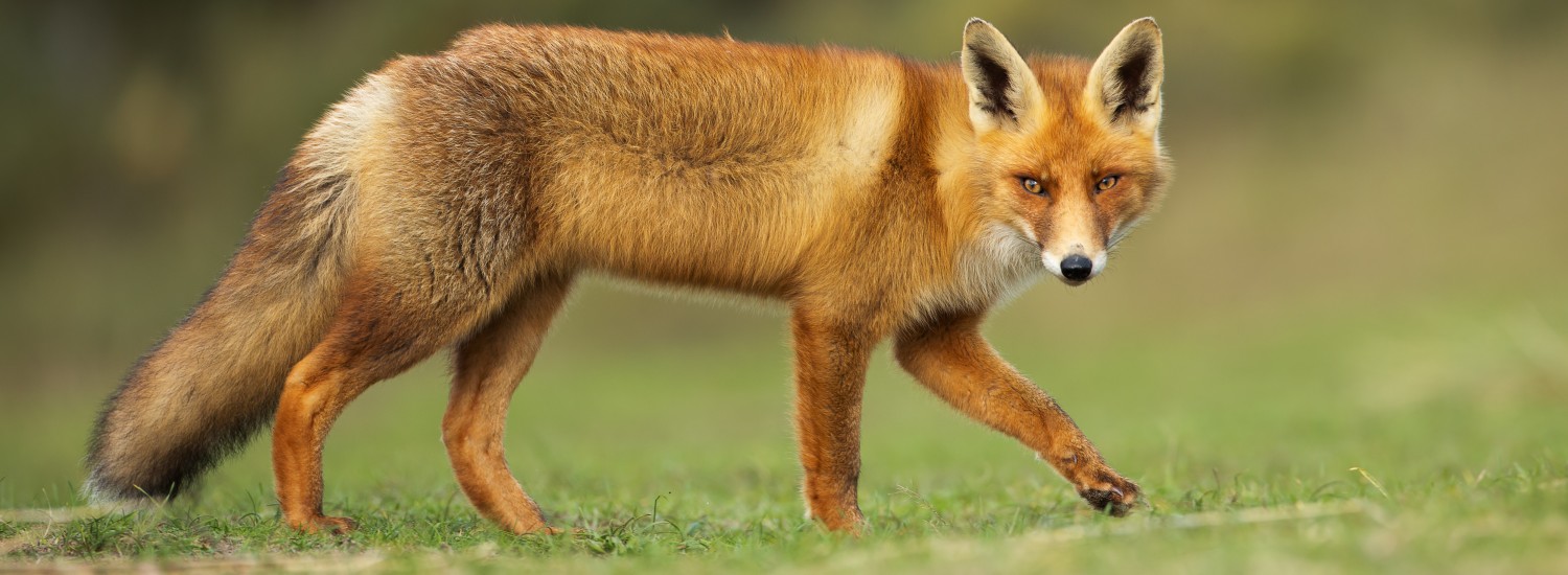 Type Of Foxes Animal Names