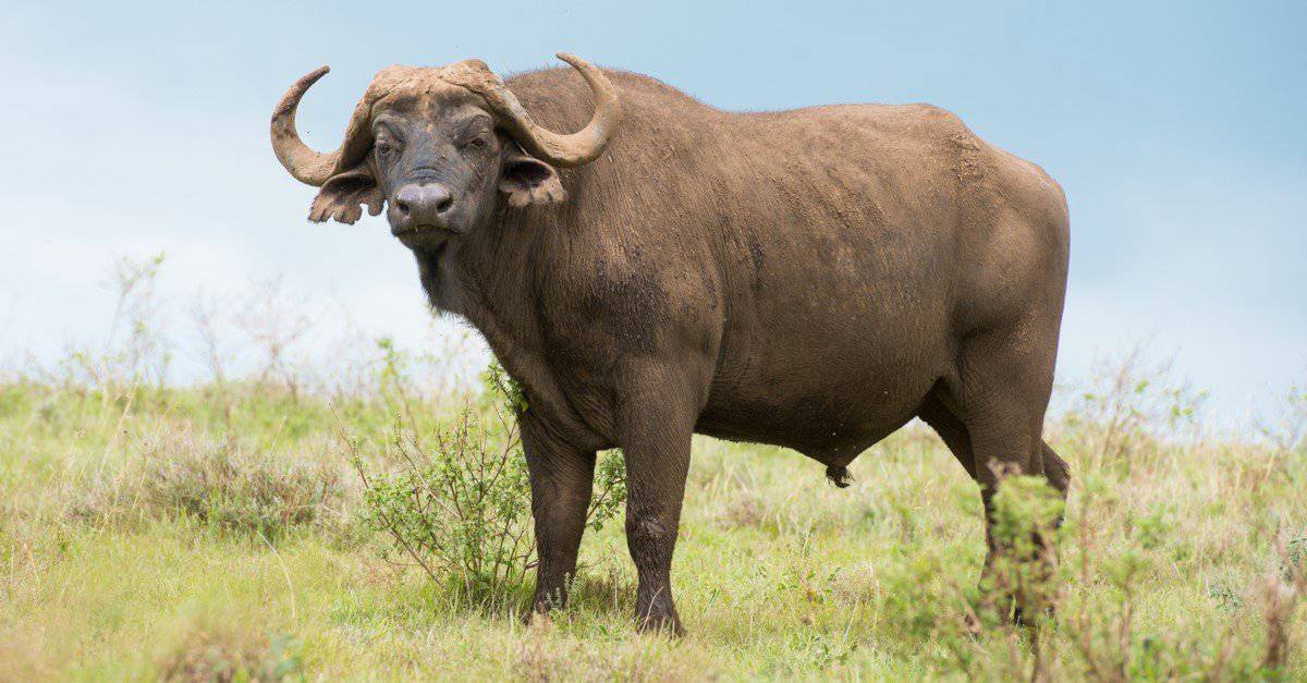 223 Good Buffalo Names Animal Names