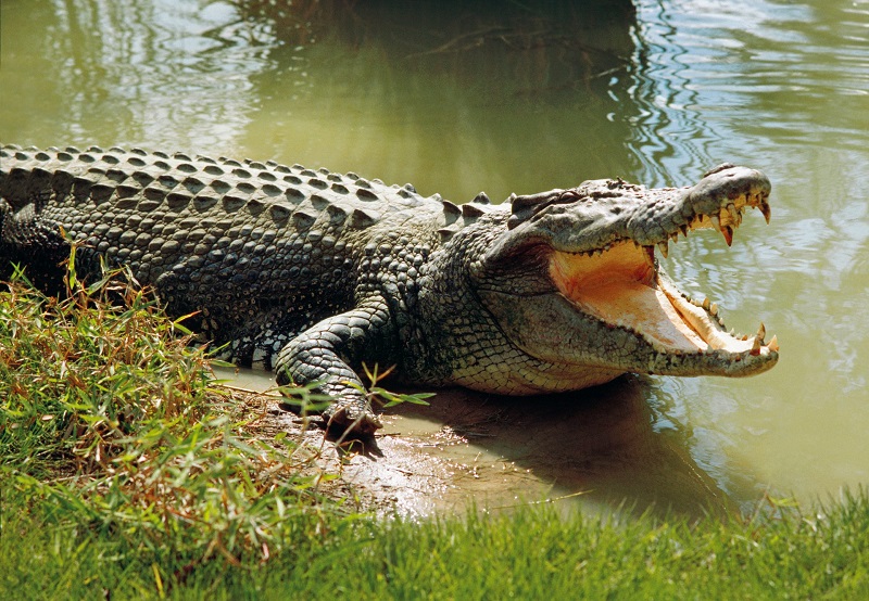 Crocodile Name Generator – Animal Names