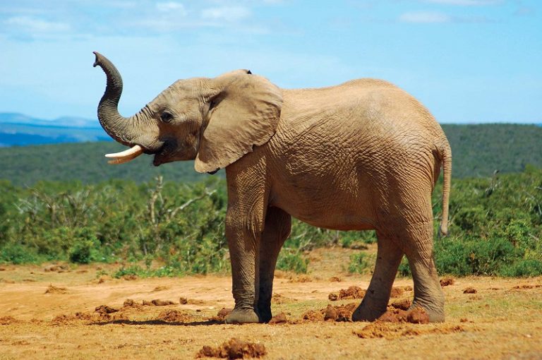 337 Good Elephant Names Animal Names